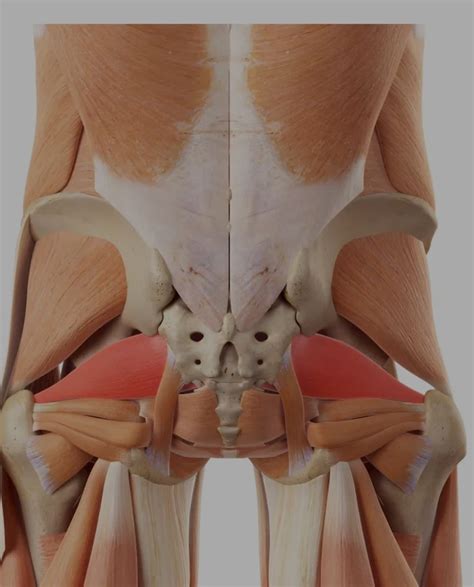 Piriformis Syndrom