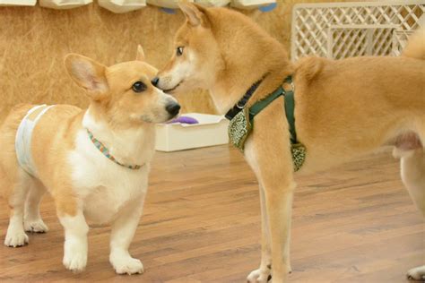 きょうの犬の幼稚園 8月15日土 犬のしつけ・犬の幼稚園ズットドッグ桶川・上尾・伊奈・北本の犬の幼稚園・犬の一時預かり・ドッグホテル