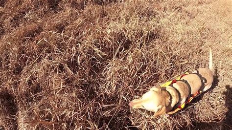 A Colorado Pheasant Hunt January 20 2020 Youtube