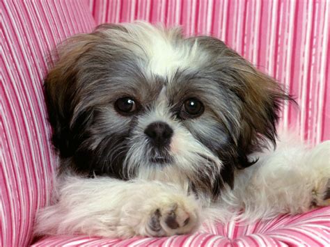 🔥 [70+] Shih Tzu Wallpapers | WallpaperSafari