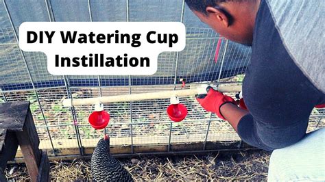 Best Diy Self Watering System For Chicken Coop Youtube