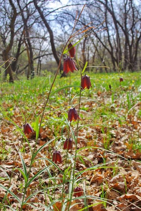 Picture Of Fritillaria Ruthenica Flowers Desi Comments