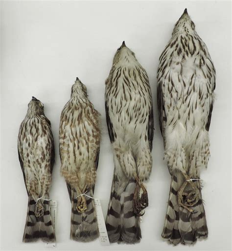 L to R) - Ventral view: Juvenile male and female Sharp-shinned Hawks (L) male and female Cooper ...