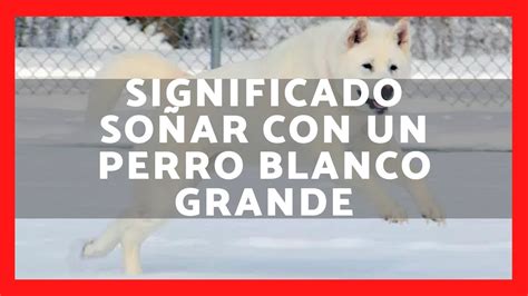 Los Significados De So Ar Con Un Perro Blanco Grande Explicados Te Va