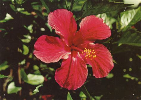 Vintage Travel Postcards: Florida Hibiscus