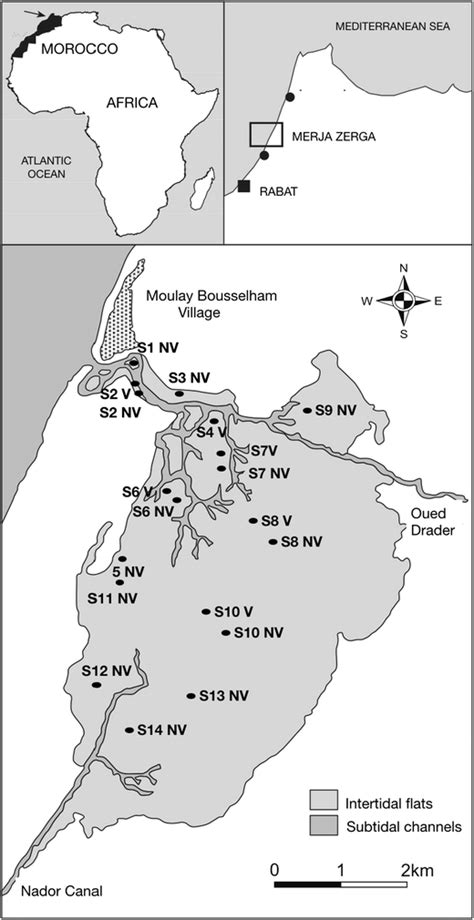 Location of the Merja Zerga lagoon as well as the 19 sampling stations ...