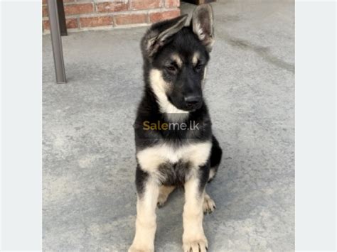 Pets Female Lion Shepherd Dog Puppy 3months In Minuwangoda Salemelk