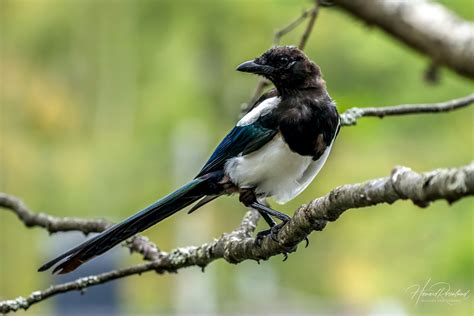 Magpies | Wildlife Vagabond