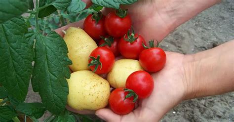 How To Grow Tomatoes And Potatoes On One Plant