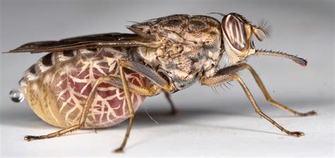 The Deadly Tsetse Fly | Critter Science