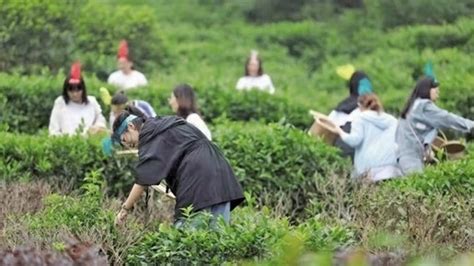 侨舍“联姻”美丽乡村 用乡愁解锁共富密码