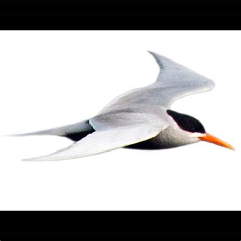 Black-bellied Tern (Sterna acuticauda) identification - Birda