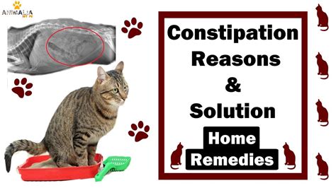 Cat Constipation Treatment: Home Remedies And When To See, 60% OFF