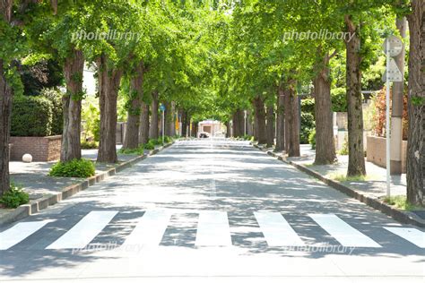 横断歩道 写真素材 [ 2305818 ] フォトライブラリー Photolibrary