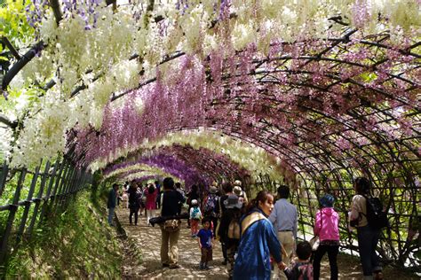 Kawachi Fuji Garden in Kitakyushu » Zooming Japan