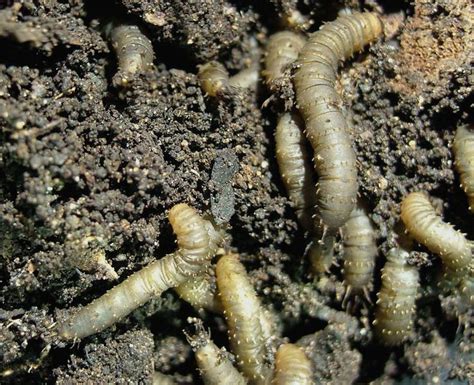 17 Best images about horse fly larvae on Pinterest | Black backgrounds ...