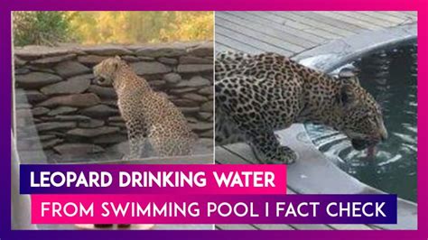 Video Of Leopard Drinking Water From Swimming Pool Goes Viral; Clip Neither From Taj ...