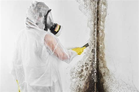 The 5 Best Mold Removal Companies in America