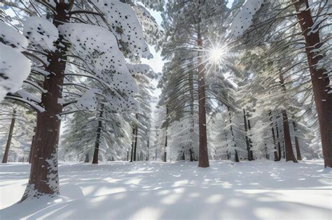 Pinos Cubiertos De Nieve En El Bosque De Invierno Con Rayos De Sol En