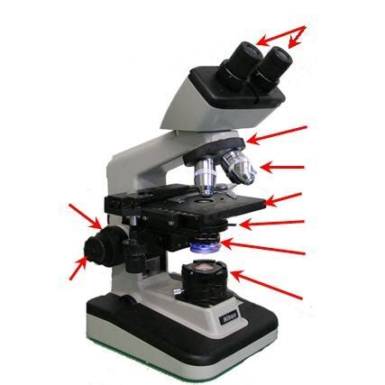 Microscope Parts Flashcards Quizlet