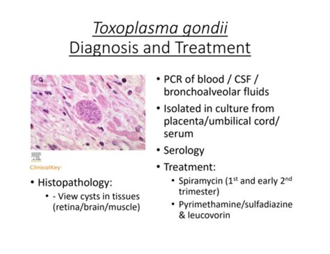 TORCH Infections Flashcards Quizlet