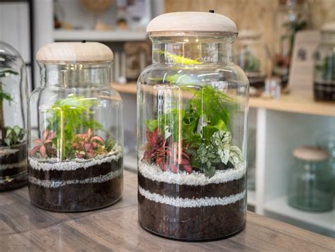 The Ultimate Closed Terrarium Care Guide - CactusWay