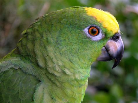 Retratos Del Mundo Aves De Venezuela