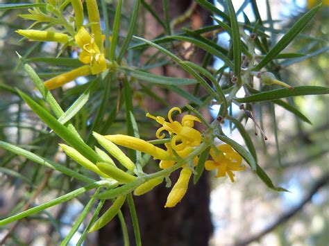 Prickly Geebung From Wallington Vic Australia On April At