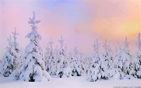 Wallpaper Trees Landscape Forest Nature Snow Winter Branch