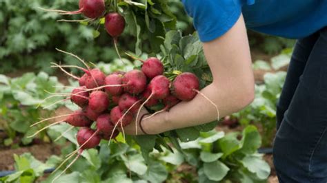 Cómo cultivar rábanos de forma fácil en un huerto o jardín paso a paso