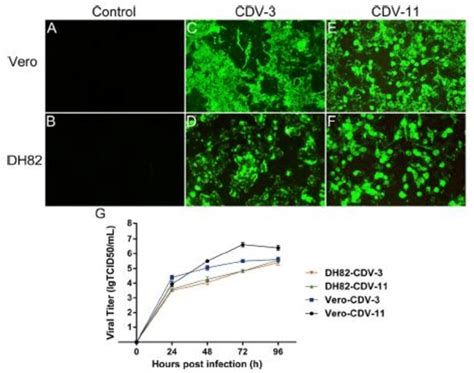 Cdv 3 And Cdv 11 Growth Characteristics In Vero And Dh82 Cells At A