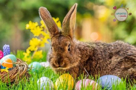 La Leyenda Del Conejo De Pascua Origen Y Tradiciones Revista Apuntes De Familia