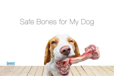 Are Bones Safe For Dogs