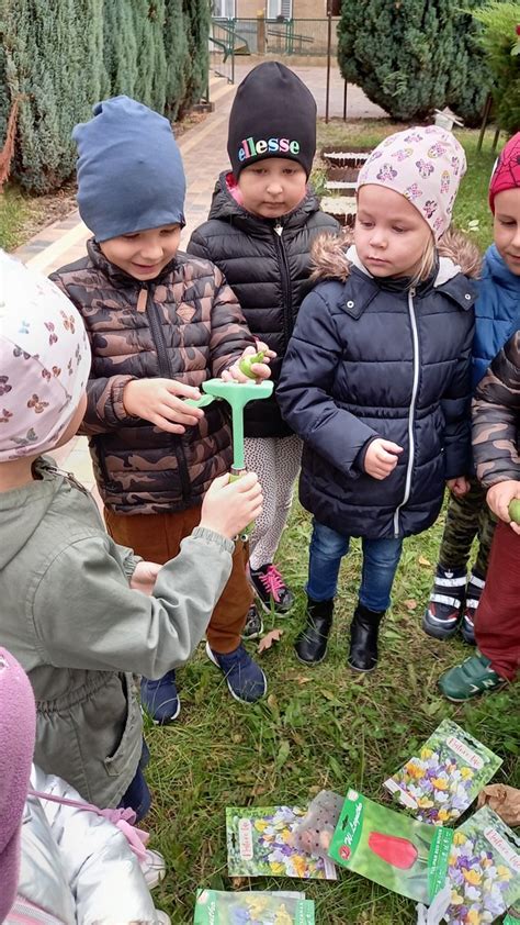 Akcja Sadzimy Krokusy Bajkowe Przedszkole Miejskie W Chojnie