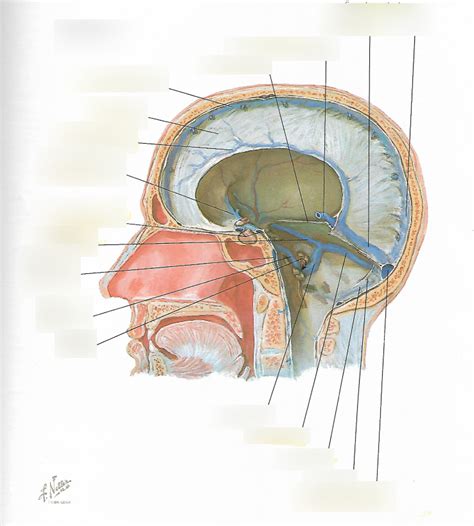 Sagittal Section Diagram Quizlet