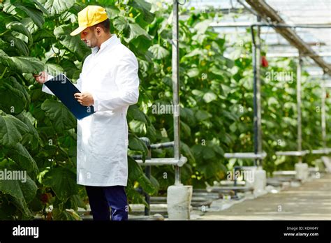 Joven Ingeniero Agroindustrial Mirando El Follaje De Las Plantas De