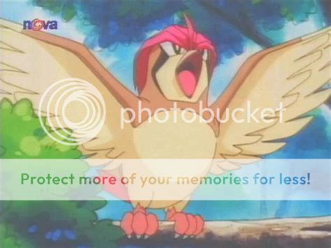 Pidgeotto Photo by psychoklown666 | Photobucket