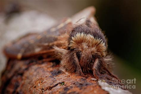 December Moth 1 By Heath Mcdonald Science Photo Library