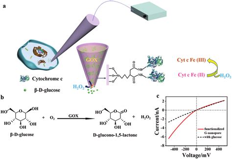 A Schematic Illustration Of Cyt C Functionalized G Nanopore For