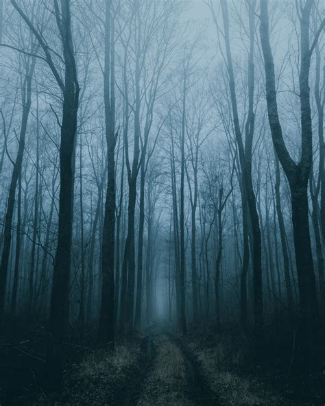 Spooky forest path.. : r/pics