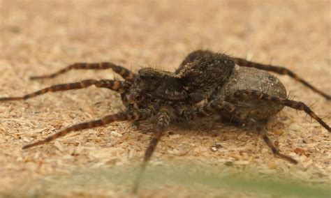 Wolf Spider Bite Treatment: What To Do if You’re Bit by a Wolf Spider