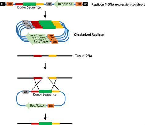 Geminivirus Based Replicon Mediated Gt After Delivery Of The T Dna To