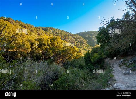 Grove on Mount Carmel Stock Photo - Alamy