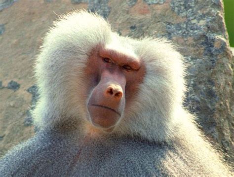 Funny baboon pictures |Funny Animal