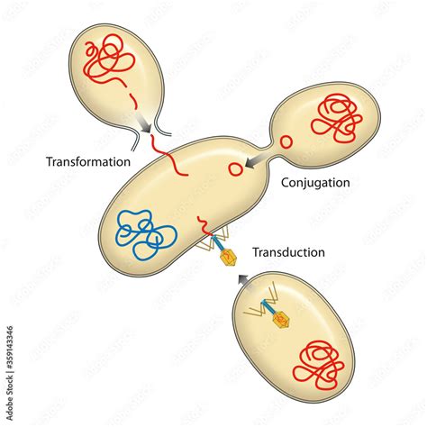 Bacteria Recombination Bacterial Transformation Conjugation