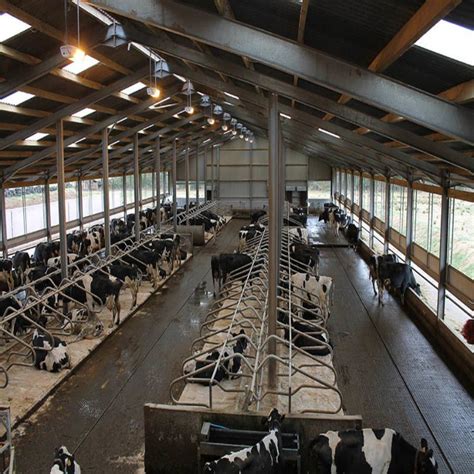 Low Cost Commercial Steel Structure Building Cow Cattle Sheep Poultry