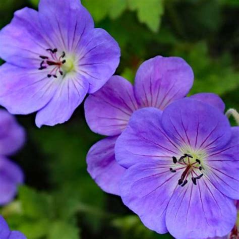 15 Different Types of Geraniums with Pictures