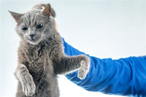 Perché i gatti si bloccano quando li prendi per la pelle dietro al collo