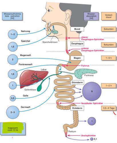 Verdauungs Physiologie Flashcards Quizlet