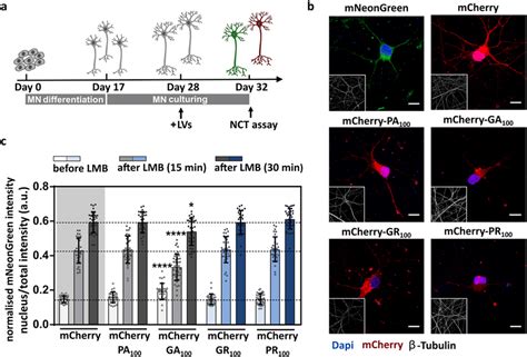 Intracellularly Expressed Poly Gr And Poly Pr Do Not Impede Active